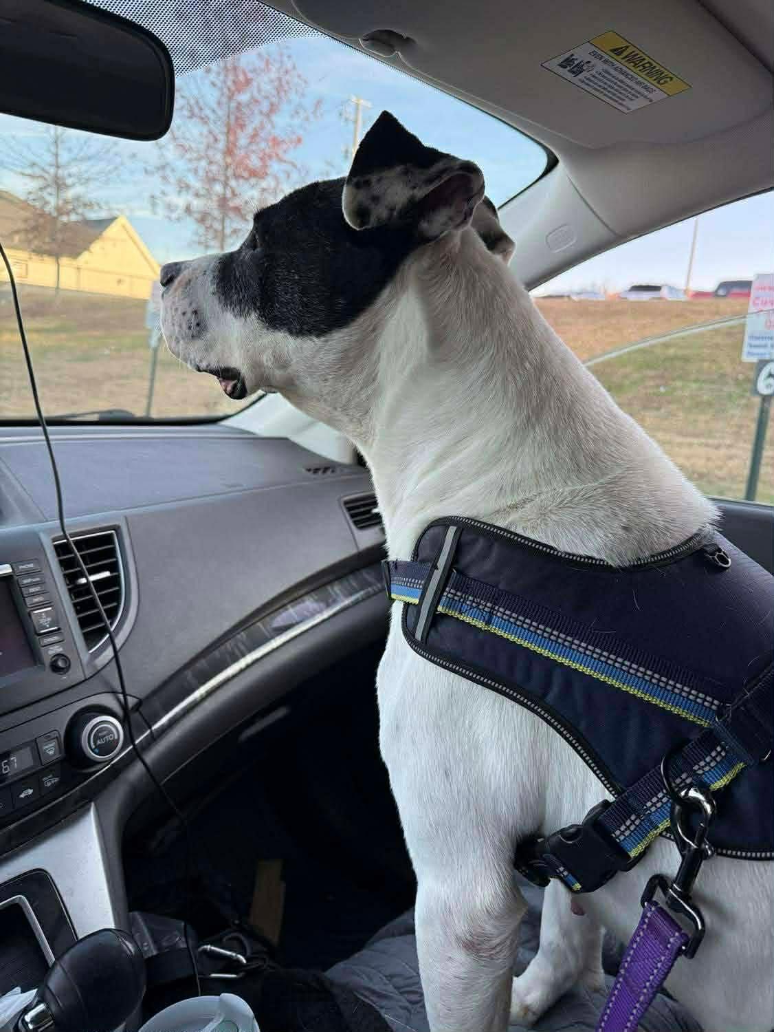 Enlarge Chopper, an adopted mixed breed in Shirley, NY image 6/6