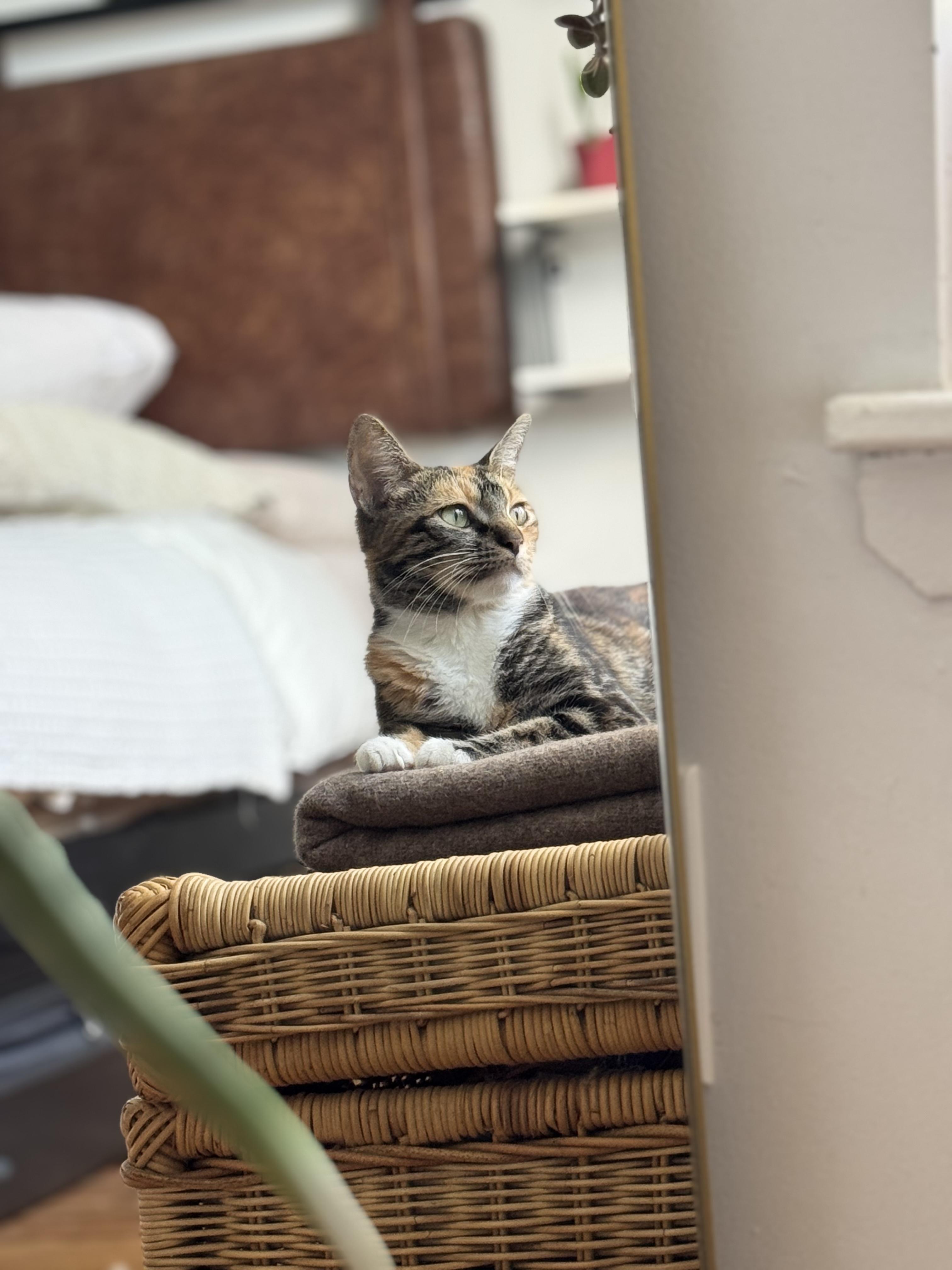 Enlarge Melody, a Adopted Dilute Calico in Brooklyn, NY image 4/5
