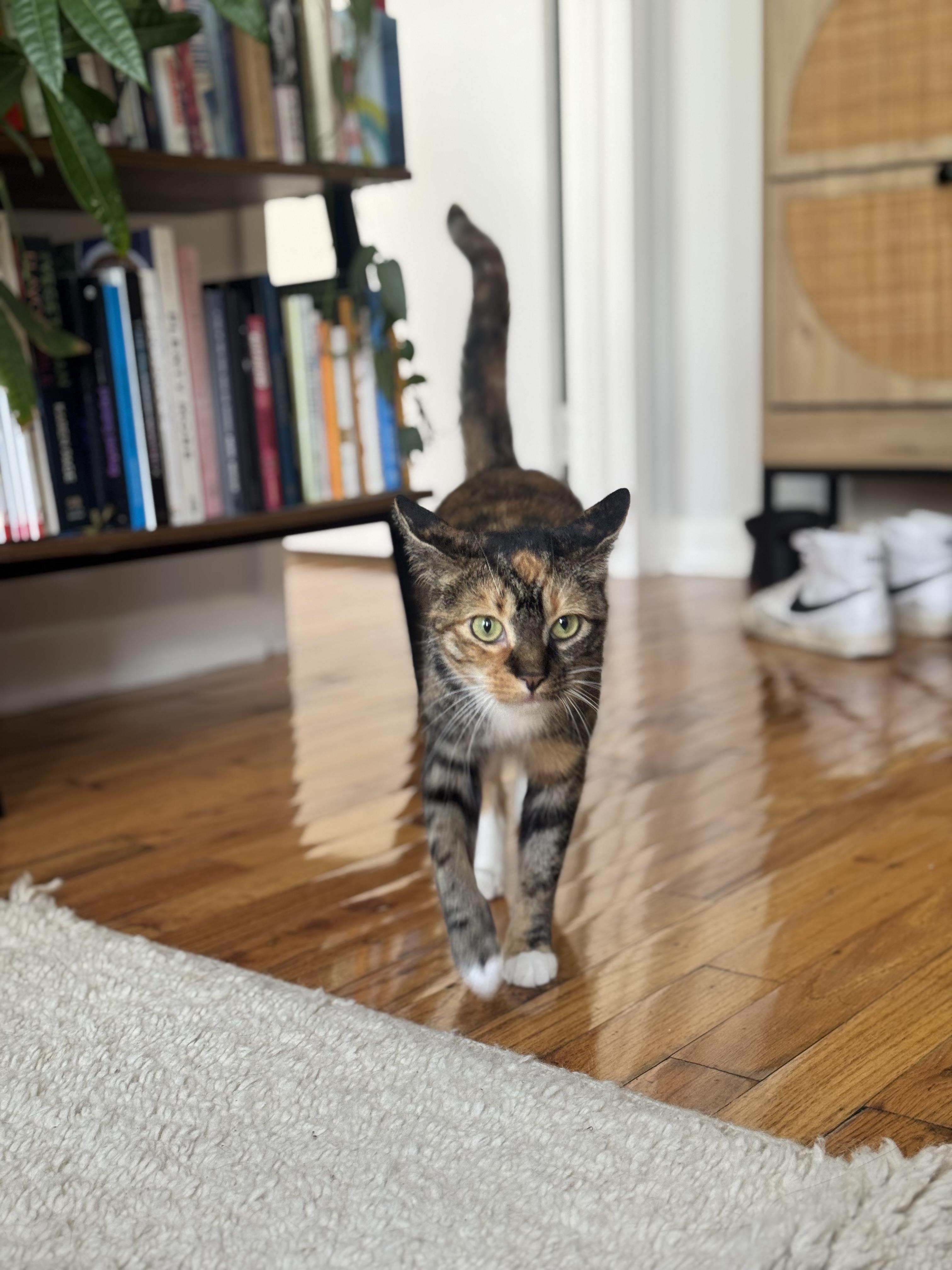Enlarge Melody, a Adopted Dilute Calico in Brooklyn, NY image 2/5