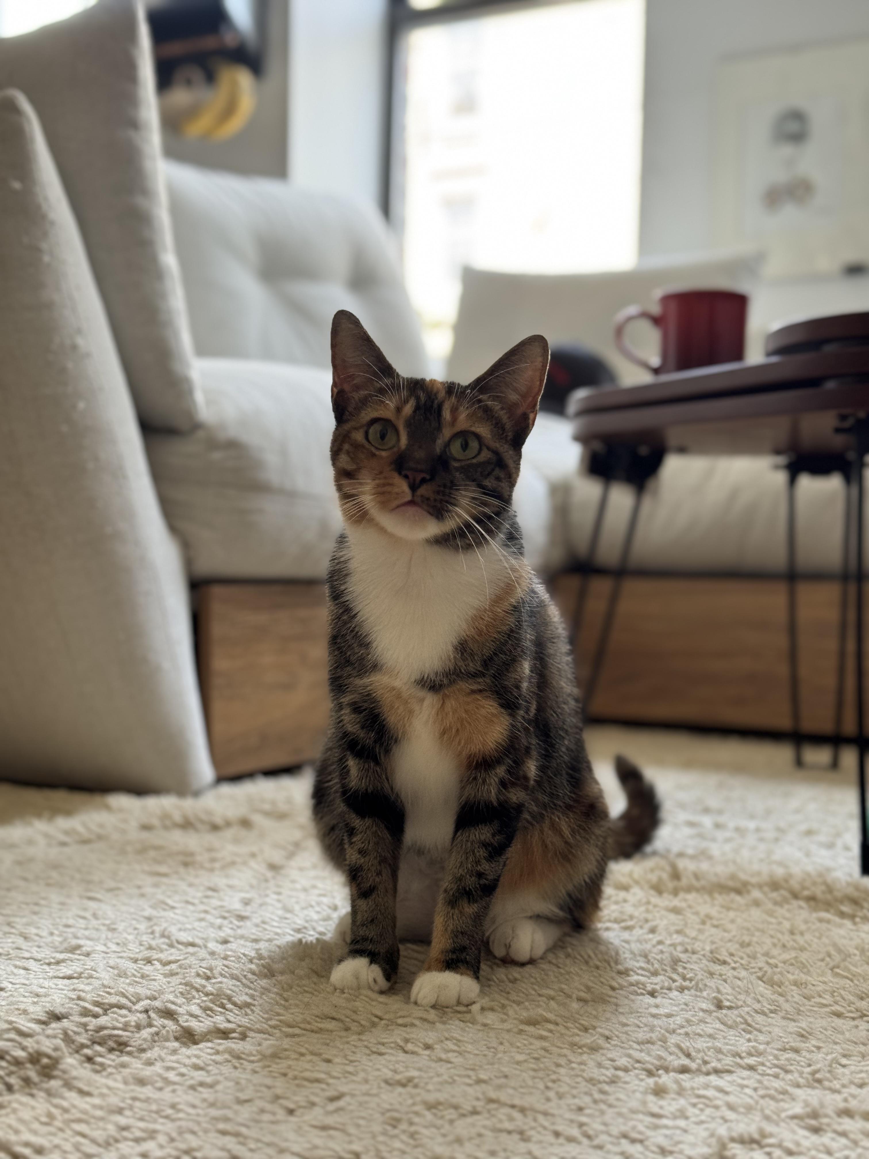 Melody, Adopted, Young Female Dilute Calico.