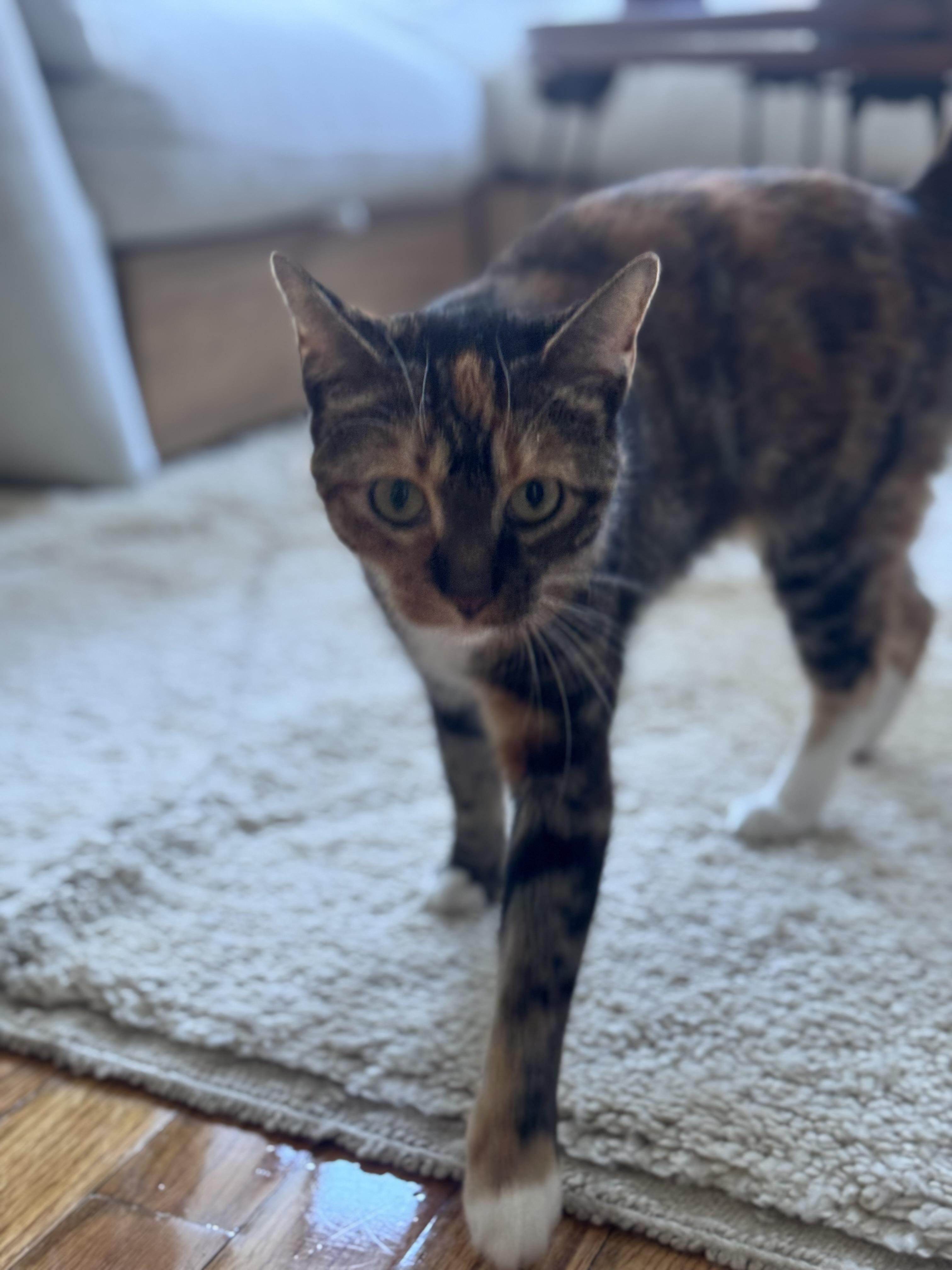 Enlarge Melody, a Adopted Dilute Calico in Brooklyn, NY image 5/5