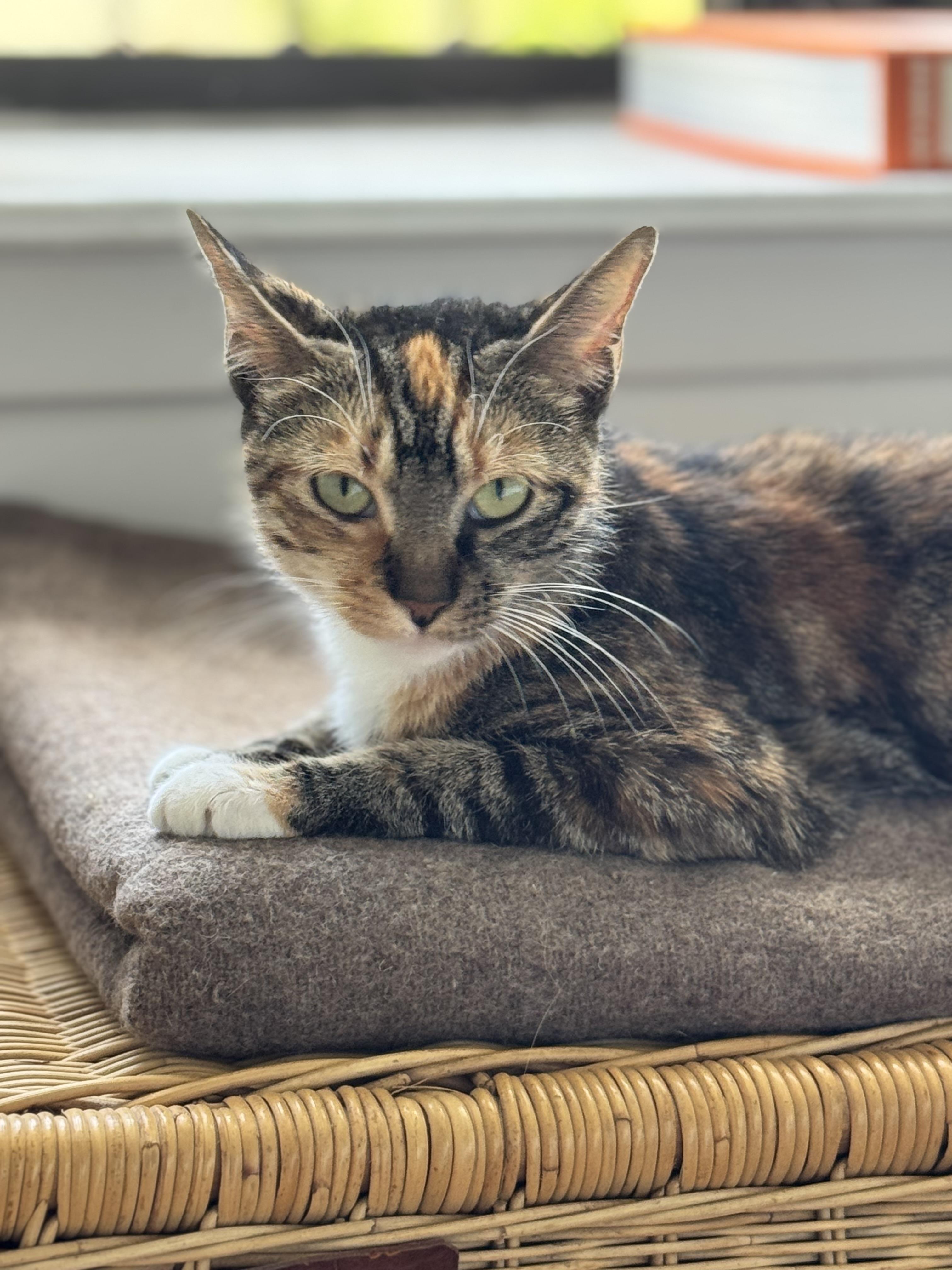 Enlarge Melody, a Adopted Dilute Calico in Brooklyn, NY image 3/5