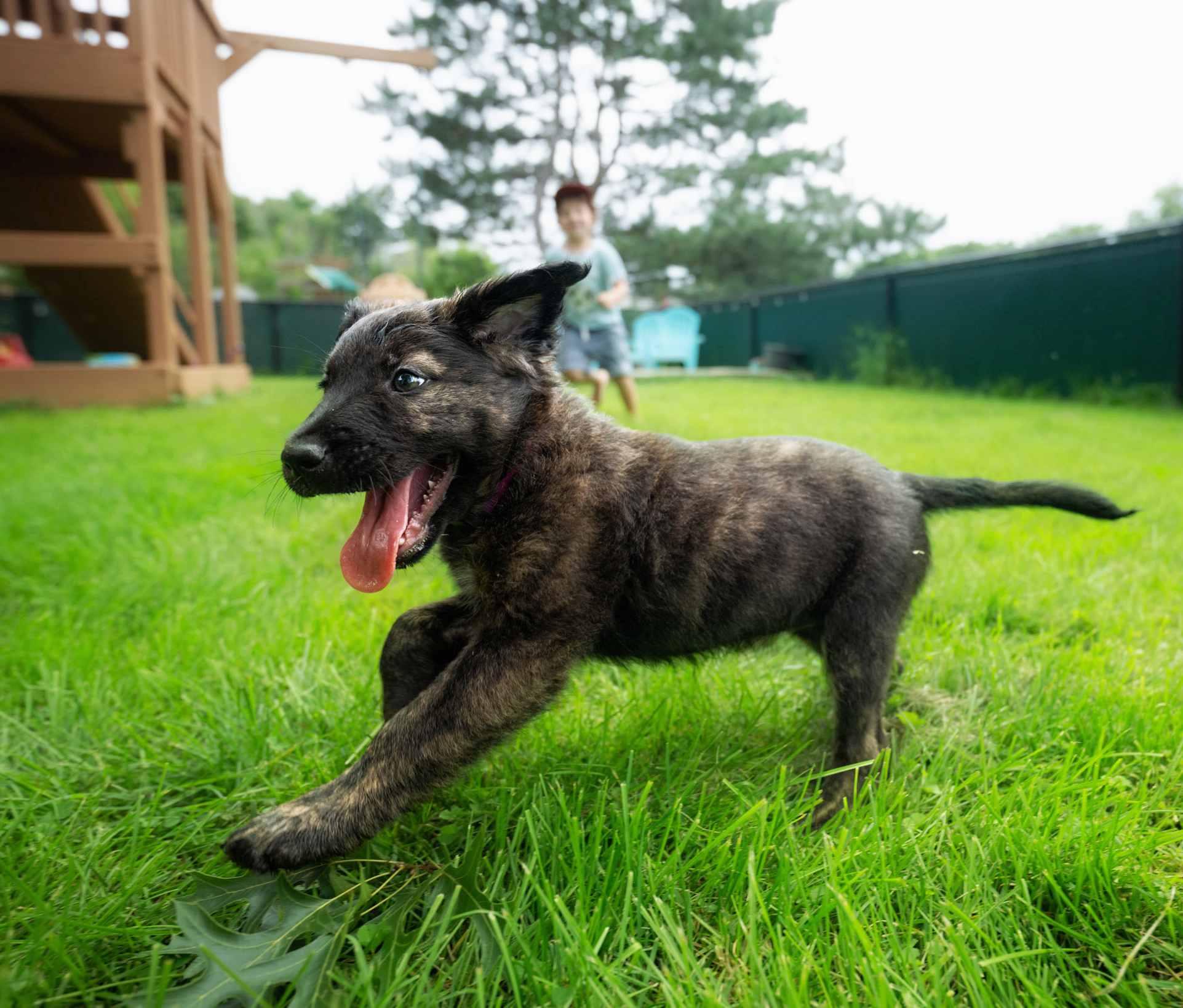 Enlarge Aviana, a Adopted mixed breed in Schaumburg, IL image 3/4