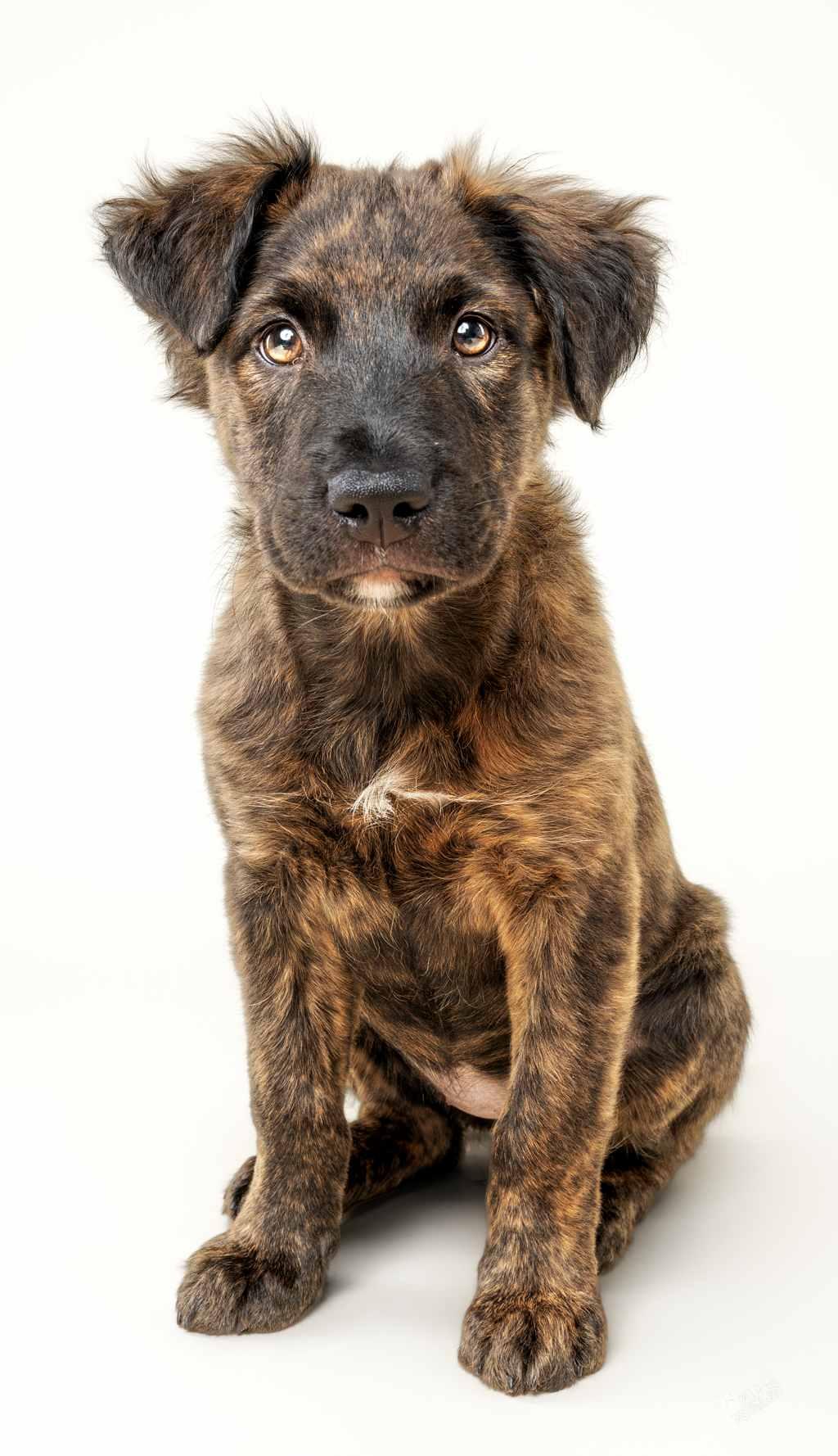 Enlarge Aviana, a Adopted mixed breed in Schaumburg, IL image 2/4