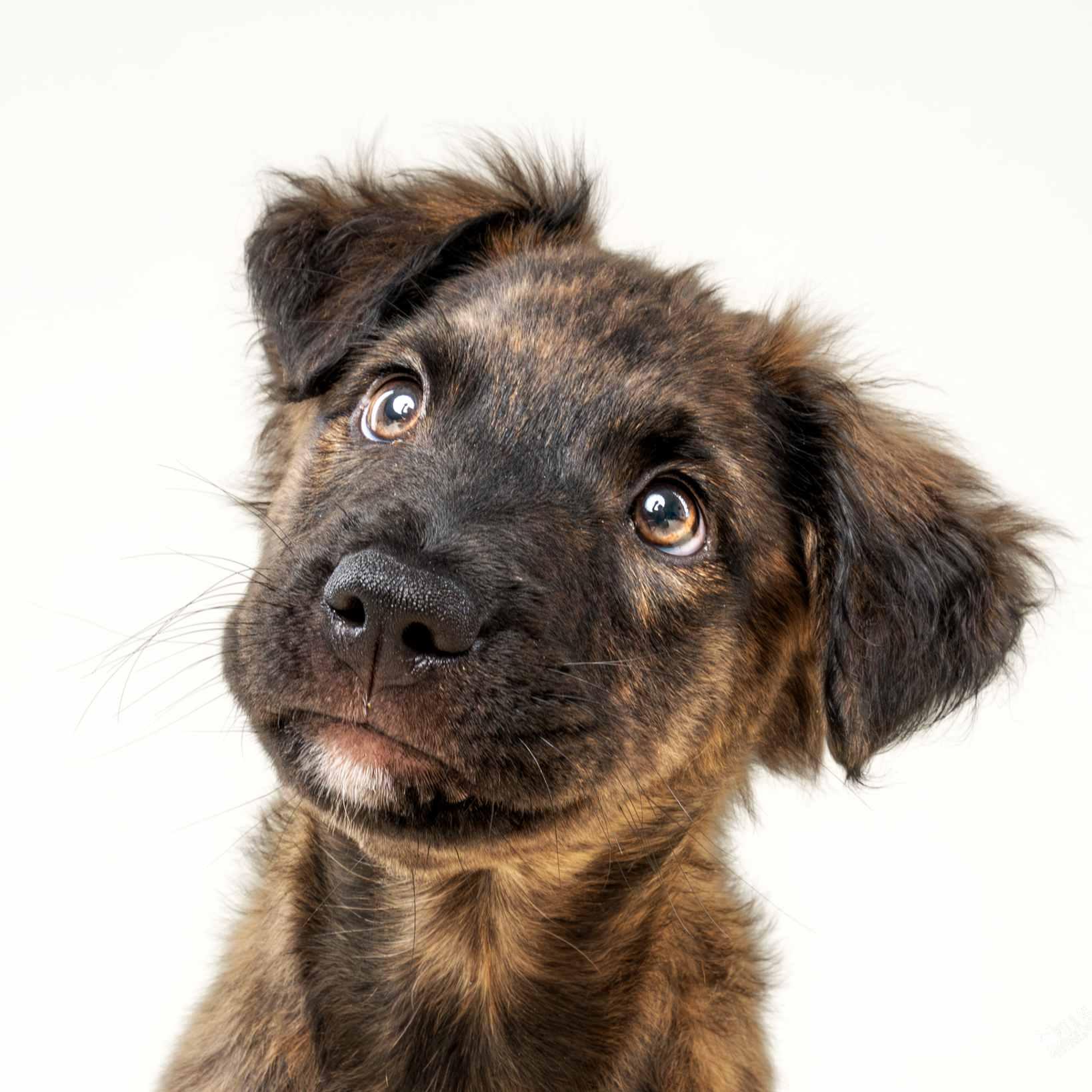 Aviana, Adopted, Puppy Female Mixed Breed.
