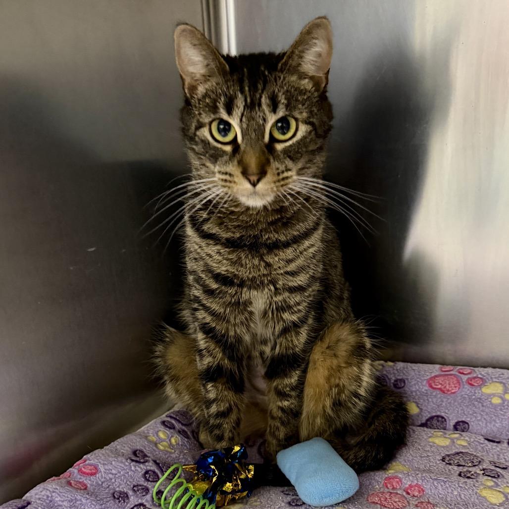 Vivian, Adoptable, Young Female Domestic Short Hair.