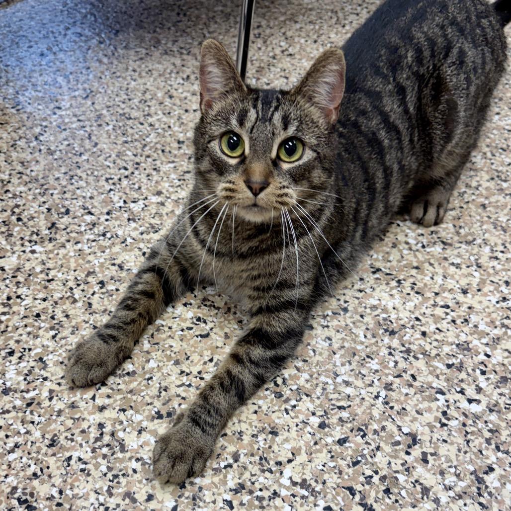 Enlarge Vivian, a Adoptable Domestic Short Hair in Middleburg Heights , OH image 2/6