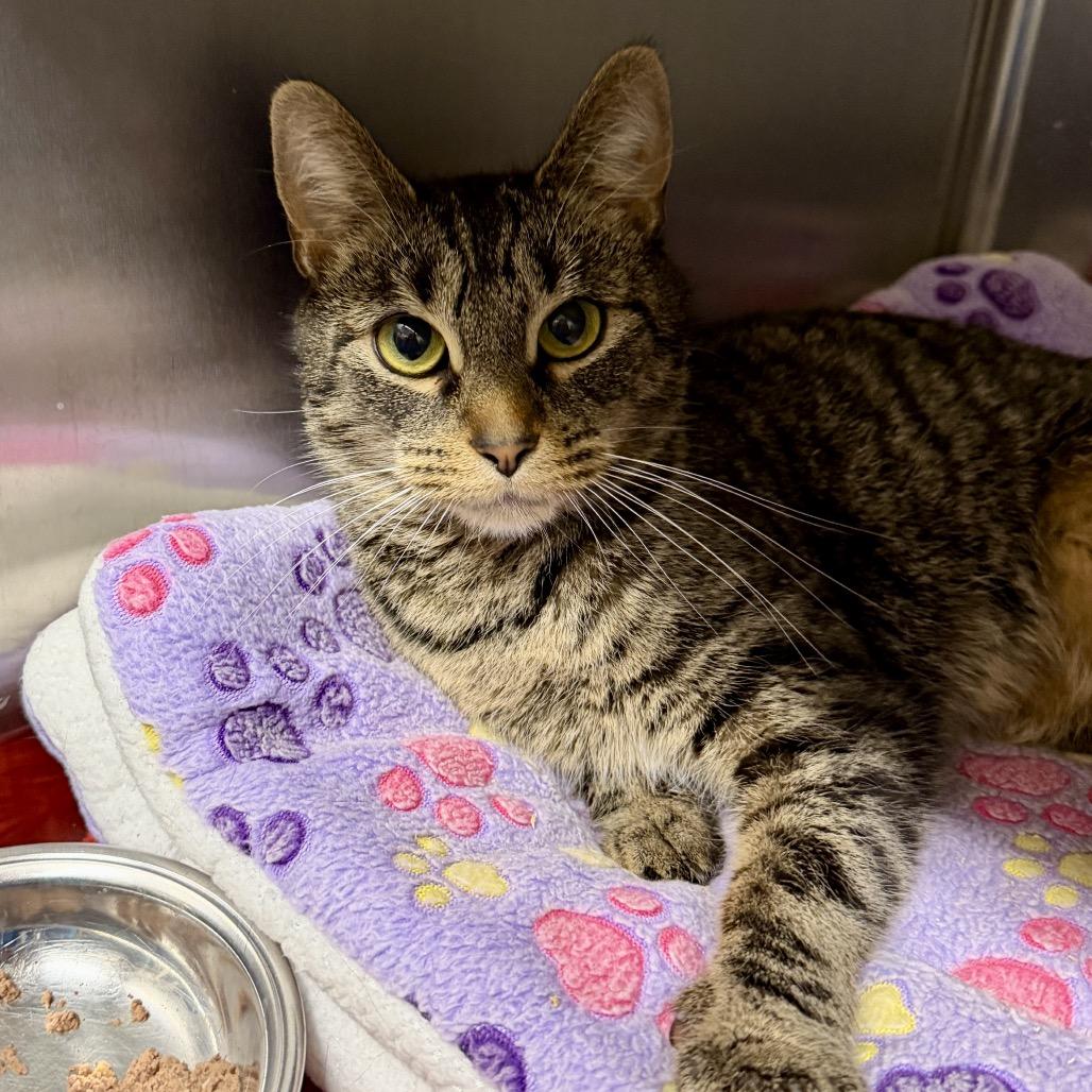 Enlarge Vivian, a Adoptable Domestic Short Hair in Middleburg Heights , OH image 3/6