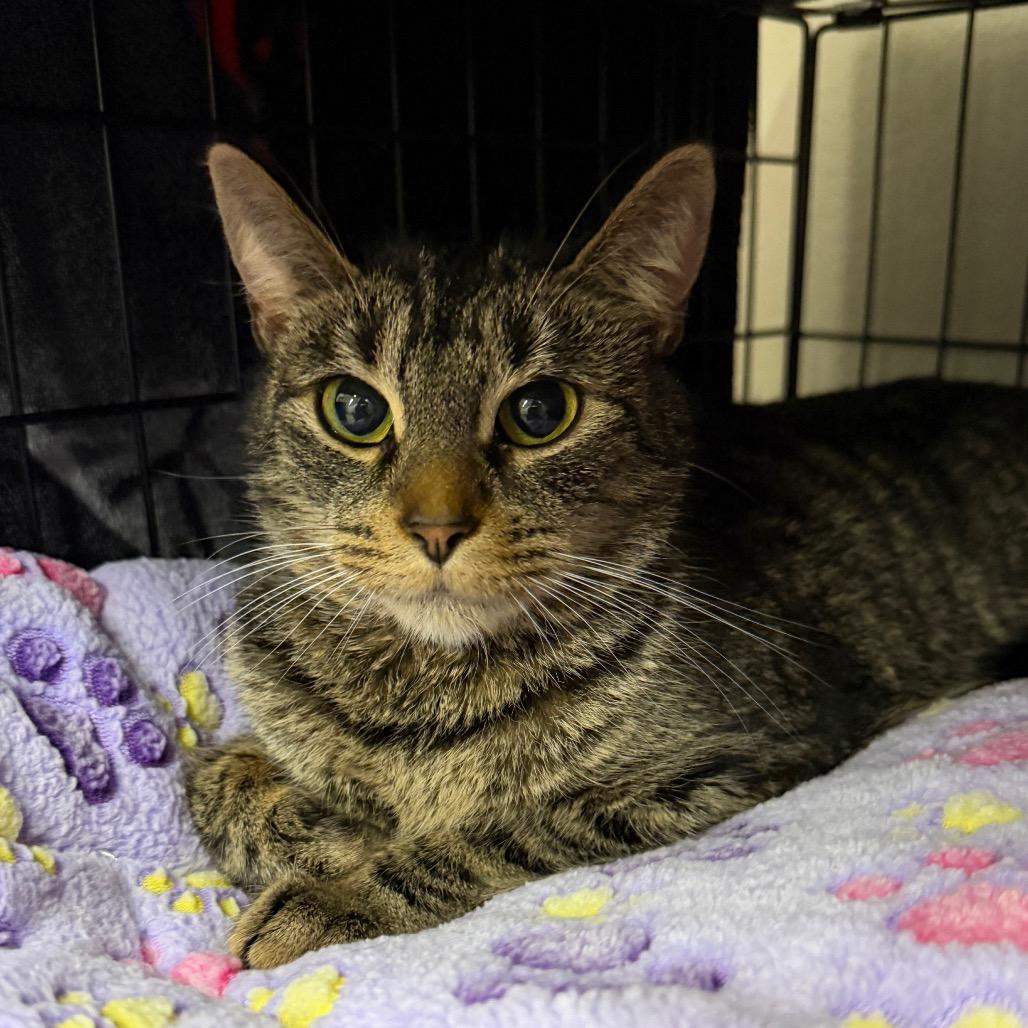 Enlarge Vivian, a Adoptable Domestic Short Hair in Middleburg Heights , OH image 4/6