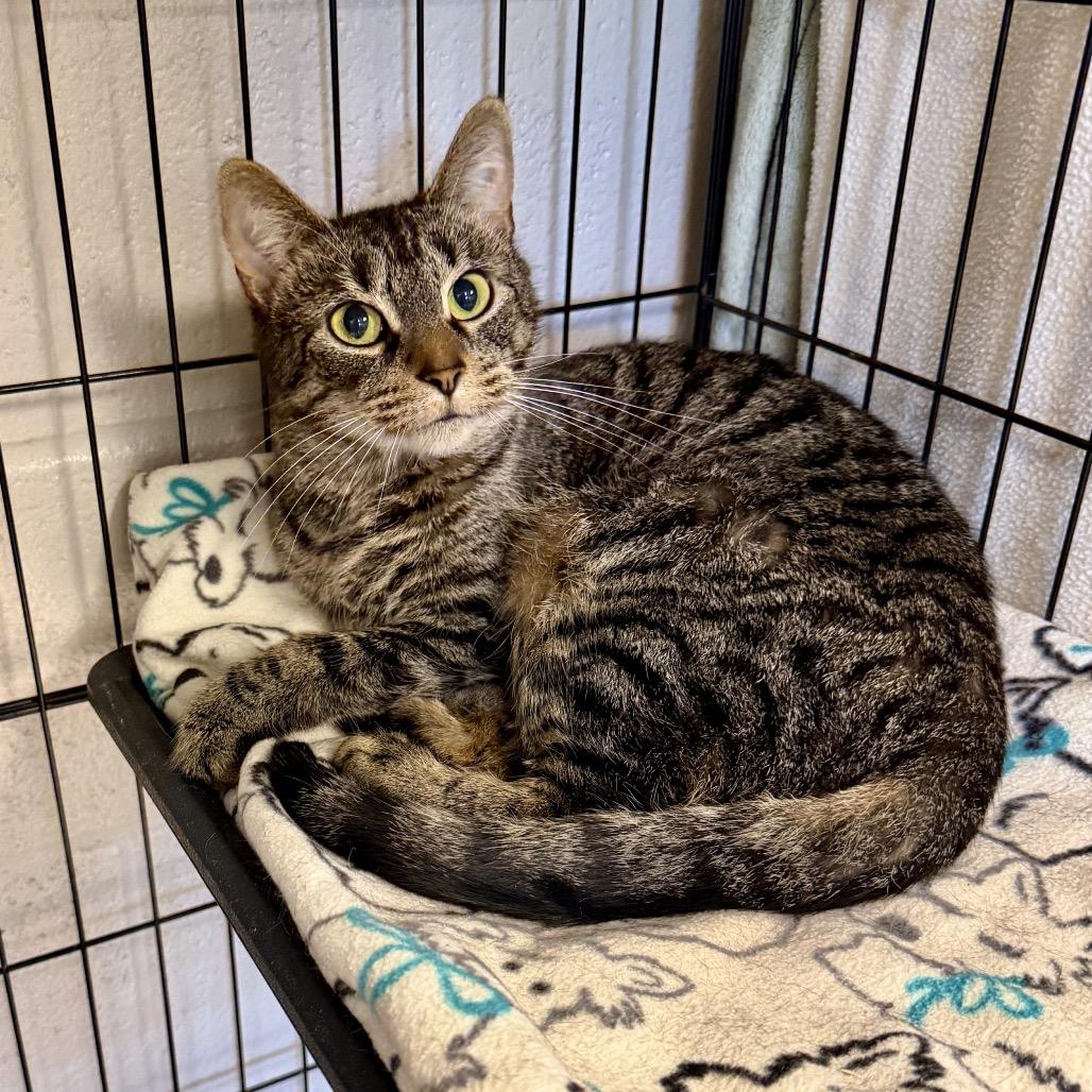 Enlarge Vivian, a Adoptable Domestic Short Hair in Middleburg Heights , OH image 5/6