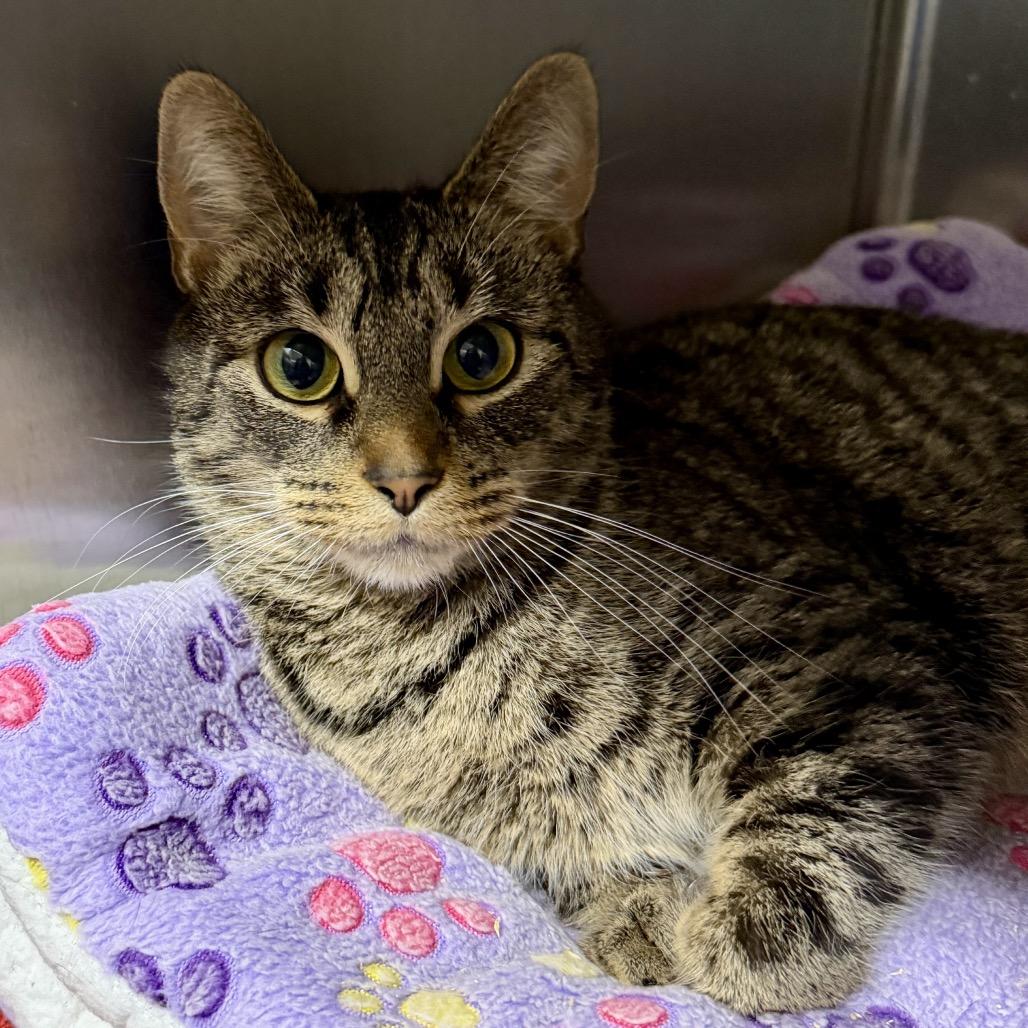 Enlarge Vivian, a Adoptable Domestic Short Hair in Middleburg Heights , OH image 6/6