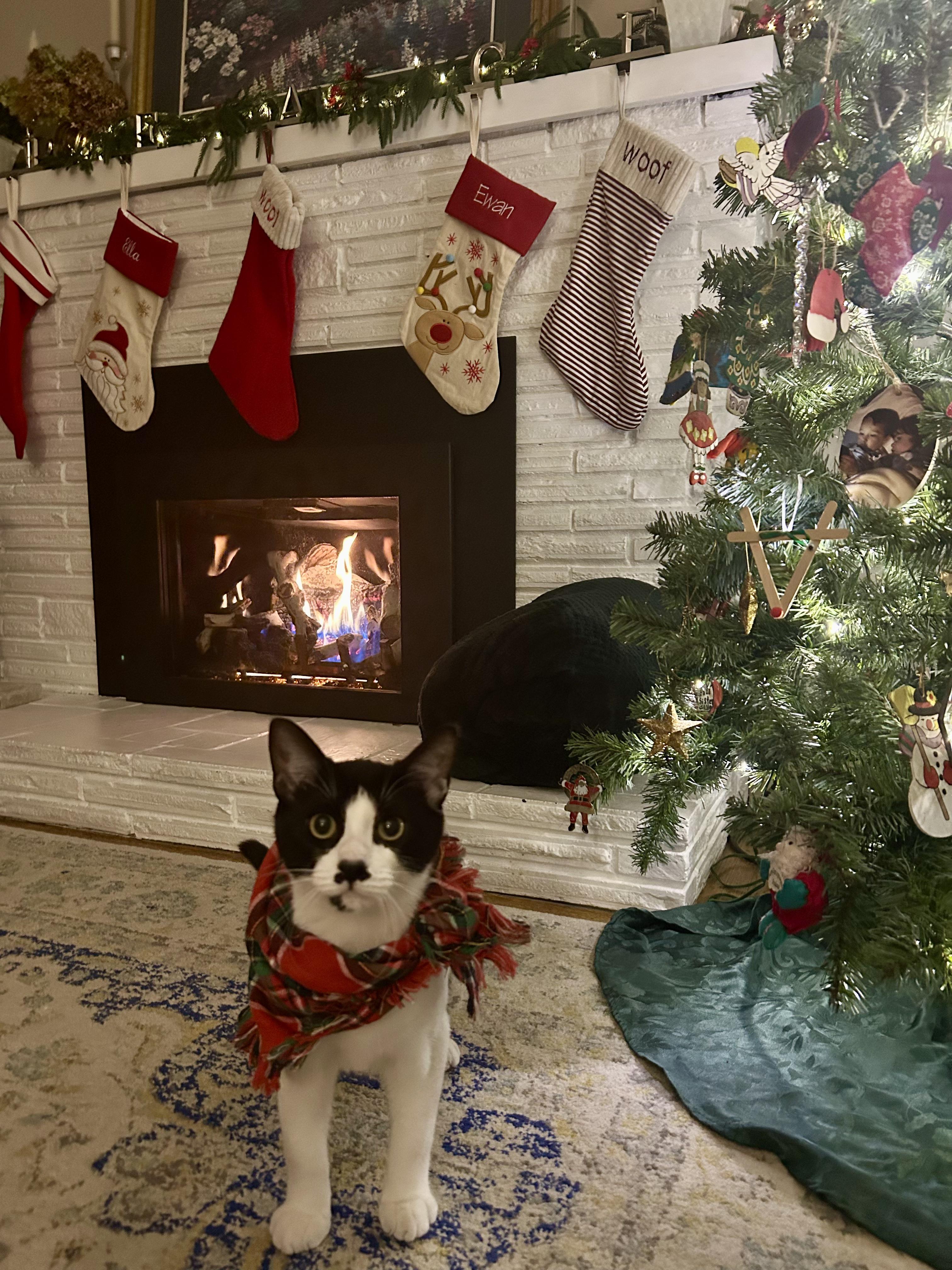 Enlarge Tisket & Tasket - Sweet Siblings Looking for Furever Home!, a Adoptable mixed breed in Seattle, WA image 5/5