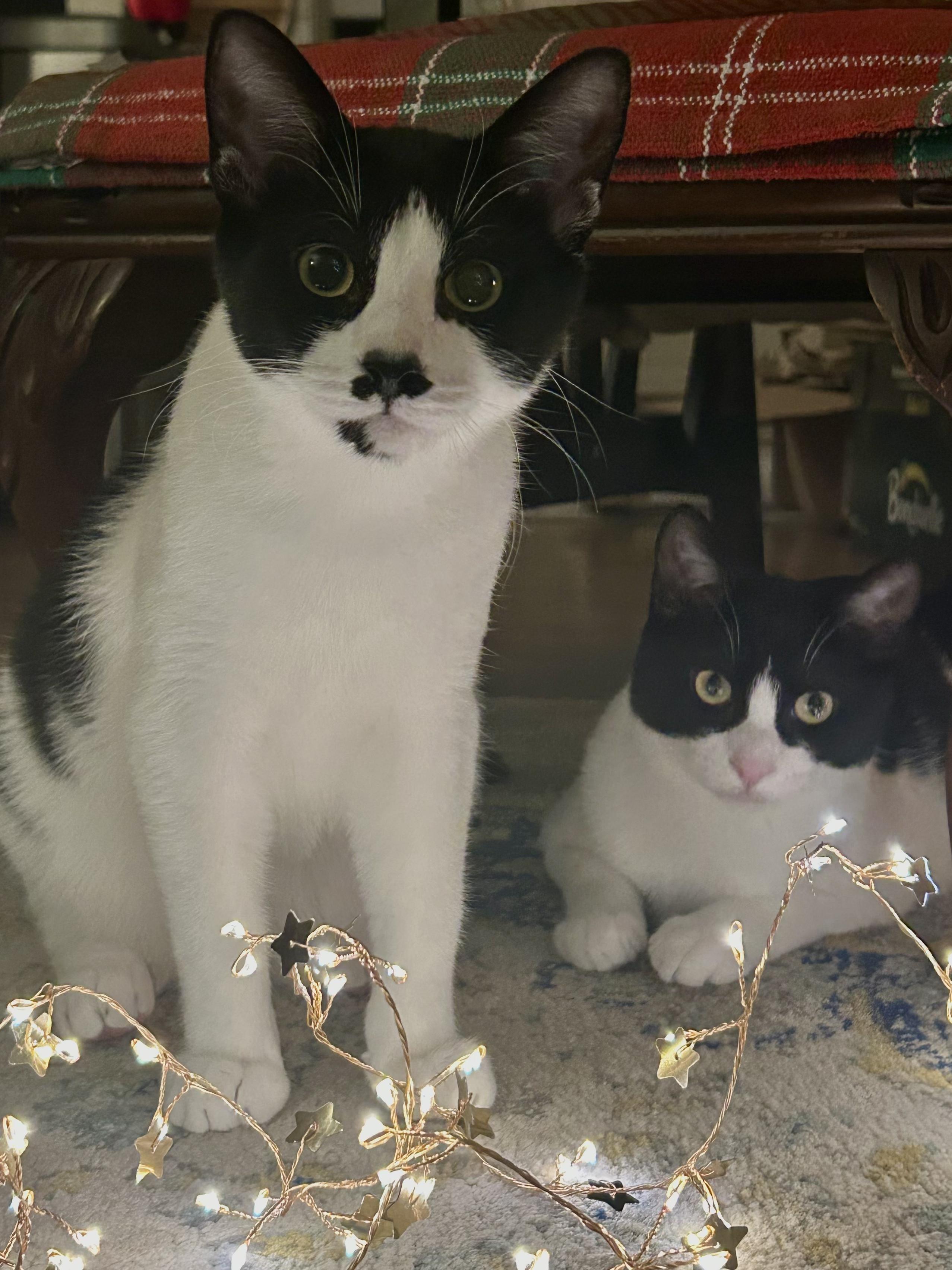 Tisket & Tasket - Sweet Siblings Looking for Furever Home!, Adoptable, Kitten Male American Shorthair.