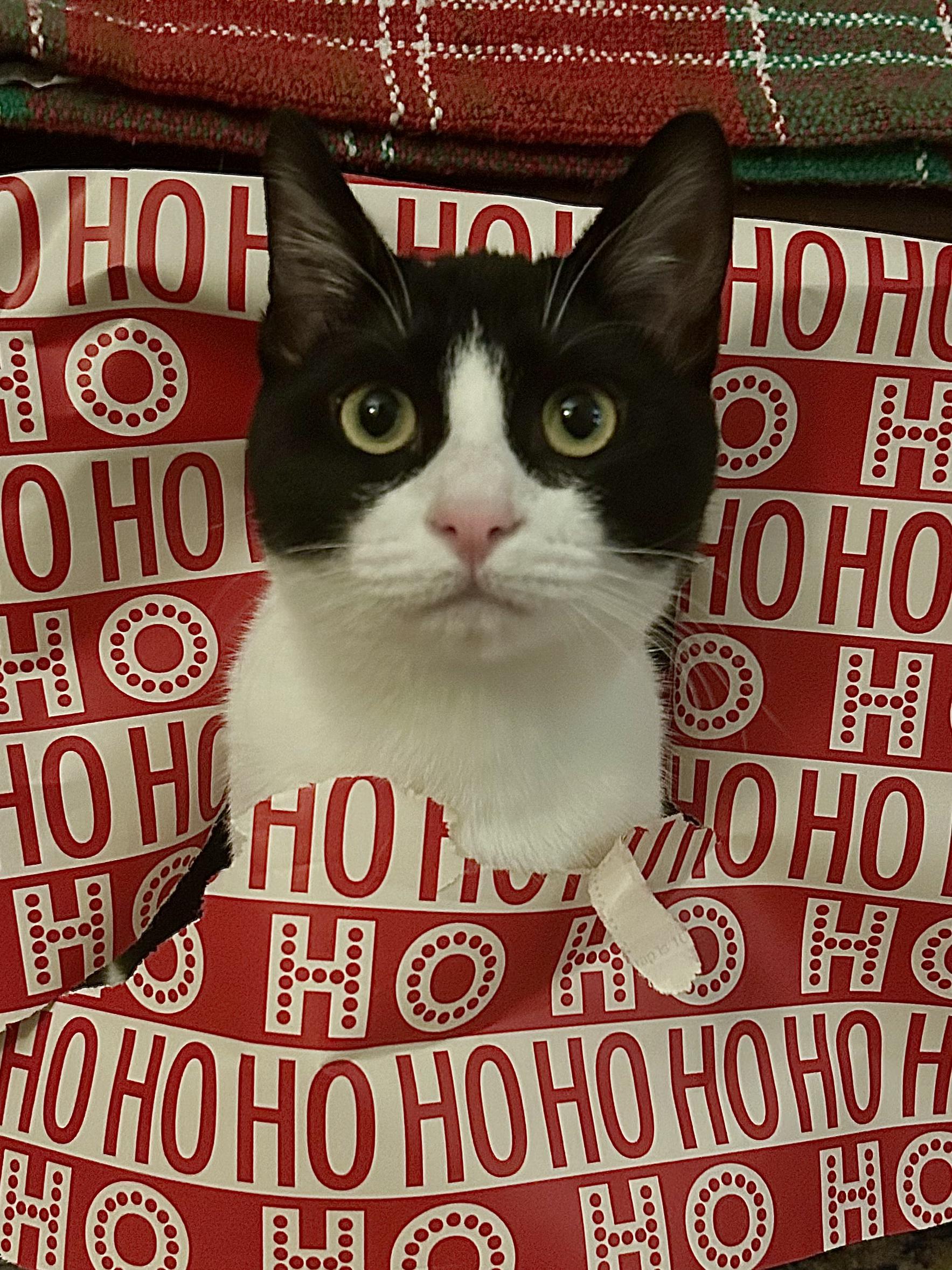 Enlarge Tisket & Tasket - Sweet Siblings Looking for Furever Home!, a Adoptable mixed breed in Seattle, WA image 3/5