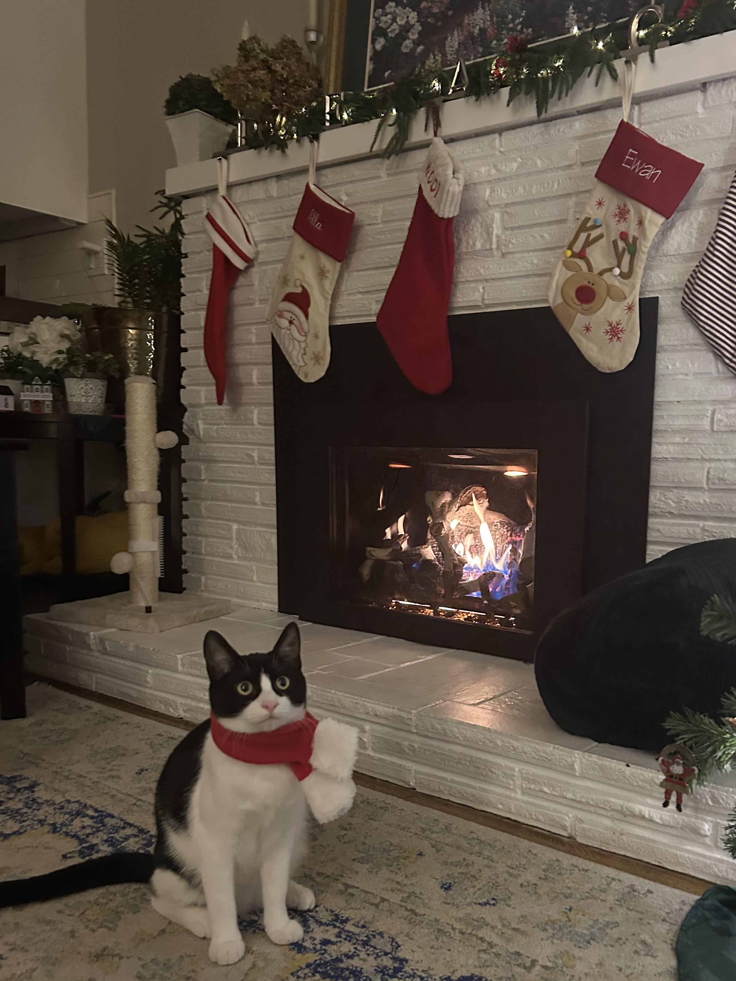 Enlarge Tisket & Tasket - Sweet Siblings Looking for Furever Home!, a Adoptable mixed breed in Seattle, WA image 4/5