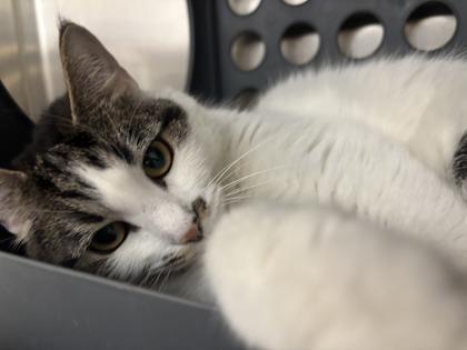Gretta, Adoptable, Adult Female Domestic Short Hair & Domestic Short Hair.