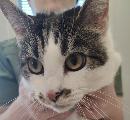 Gretta, a Adoptable mixed breed in Lafayette, IN image 2/2