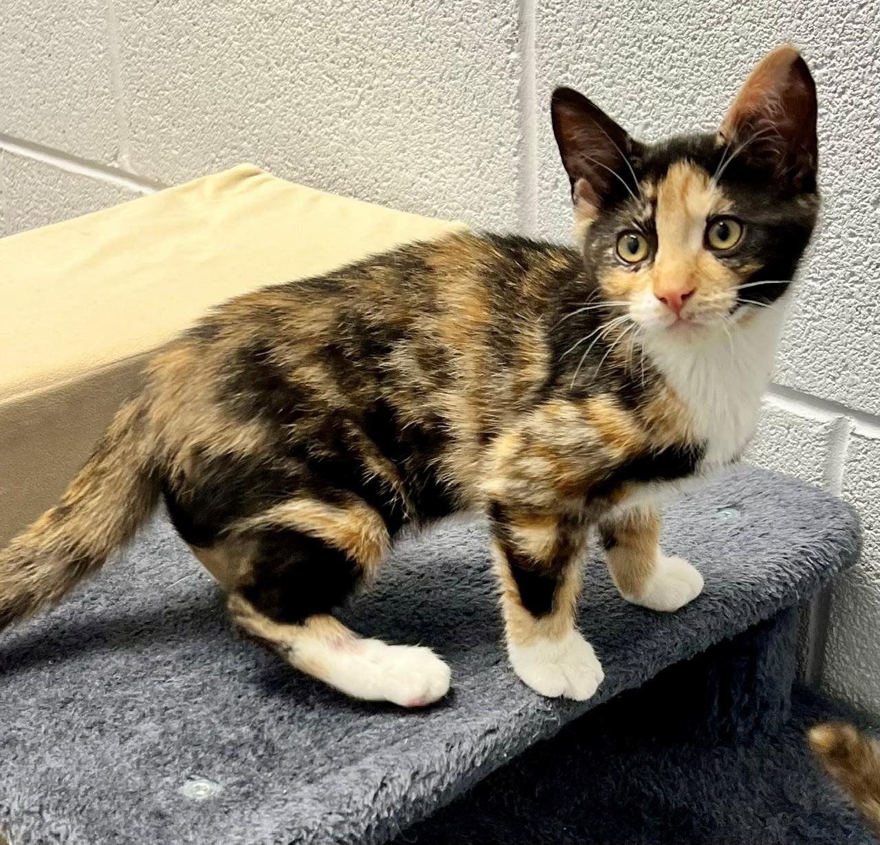 Cayenne, ADOPTABLE, Kitten Female Domestic Short Hair.