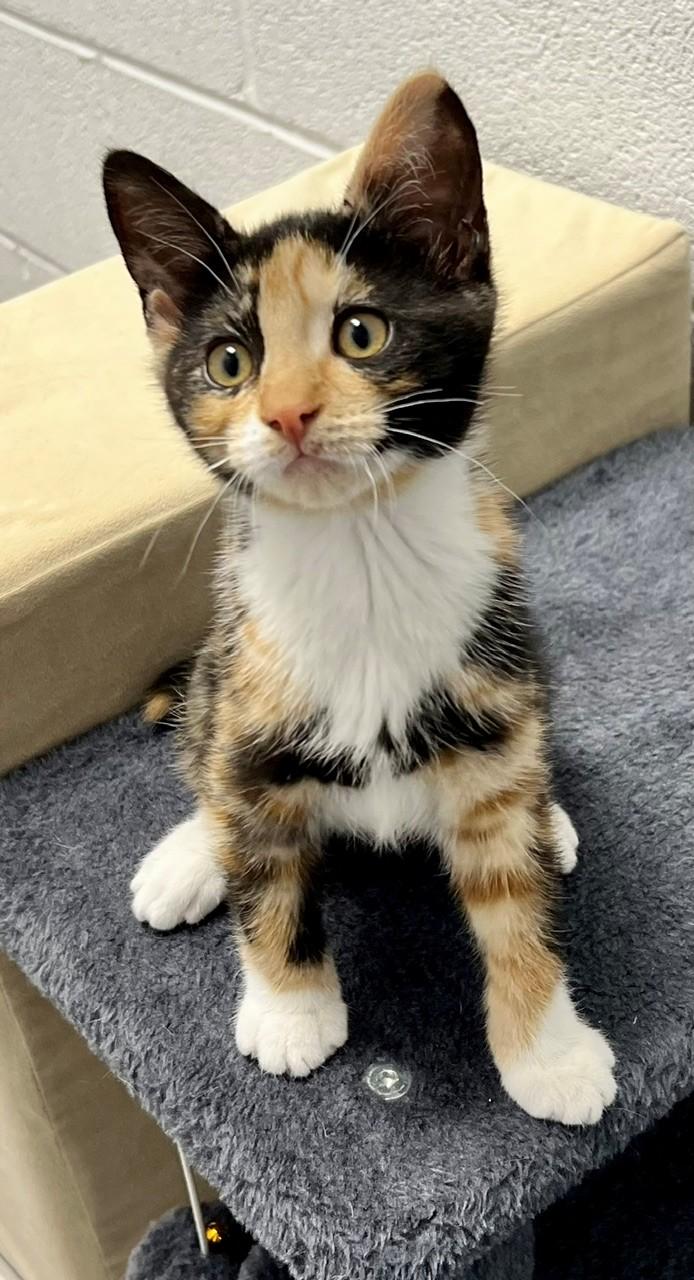 Cayenne, a ADOPTABLE Domestic Short Hair in Edinburg, VA image 2/2