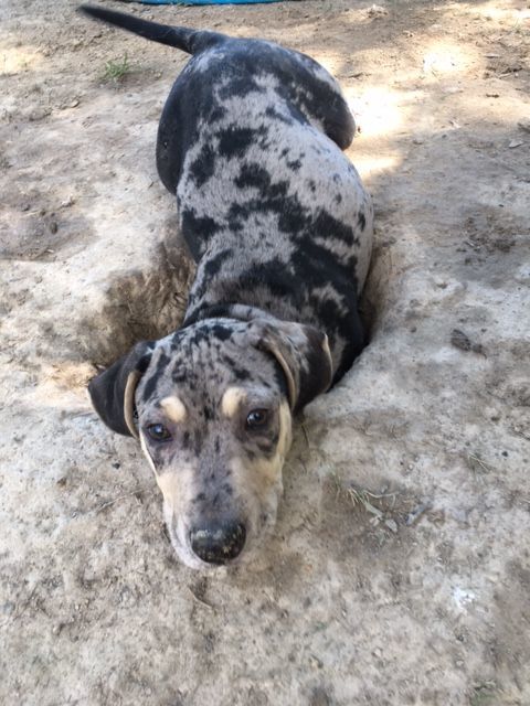 Rorschach, Adopted, Puppy Male Catahoula Leopard Dog.