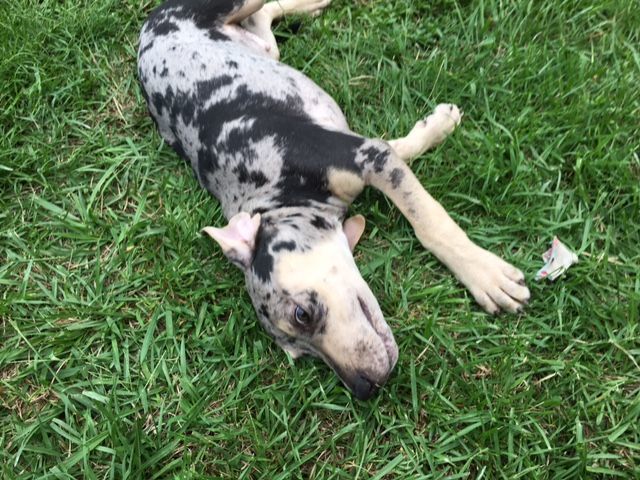 Enlarge Rorschach, a Adopted Catahoula Leopard Dog in Pine Bluff, AR image 2/6
