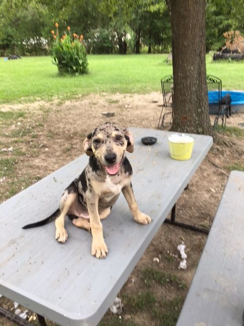 Enlarge Rorschach, a Adopted Catahoula Leopard Dog in Pine Bluff, AR image 3/6