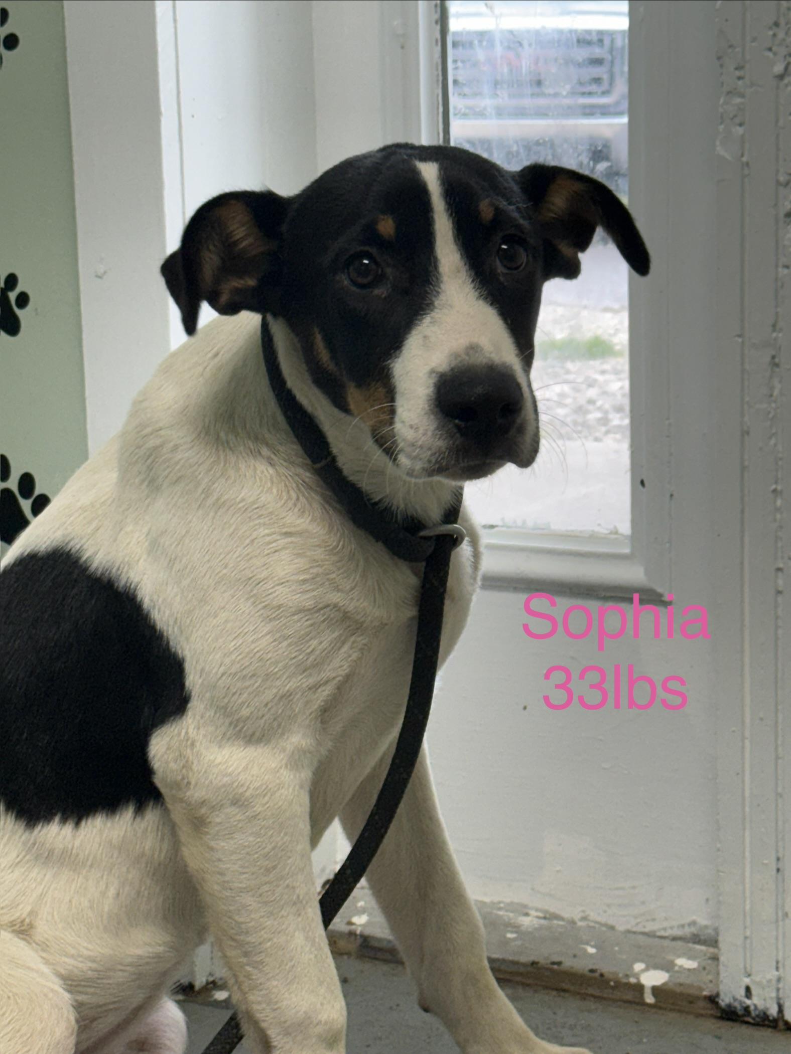 Sophia, Adoptable, Puppy Female Treeing Walker Coonhound.