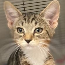 Lilly, ADOPTABLE, Young Female Domestic Short Hair.