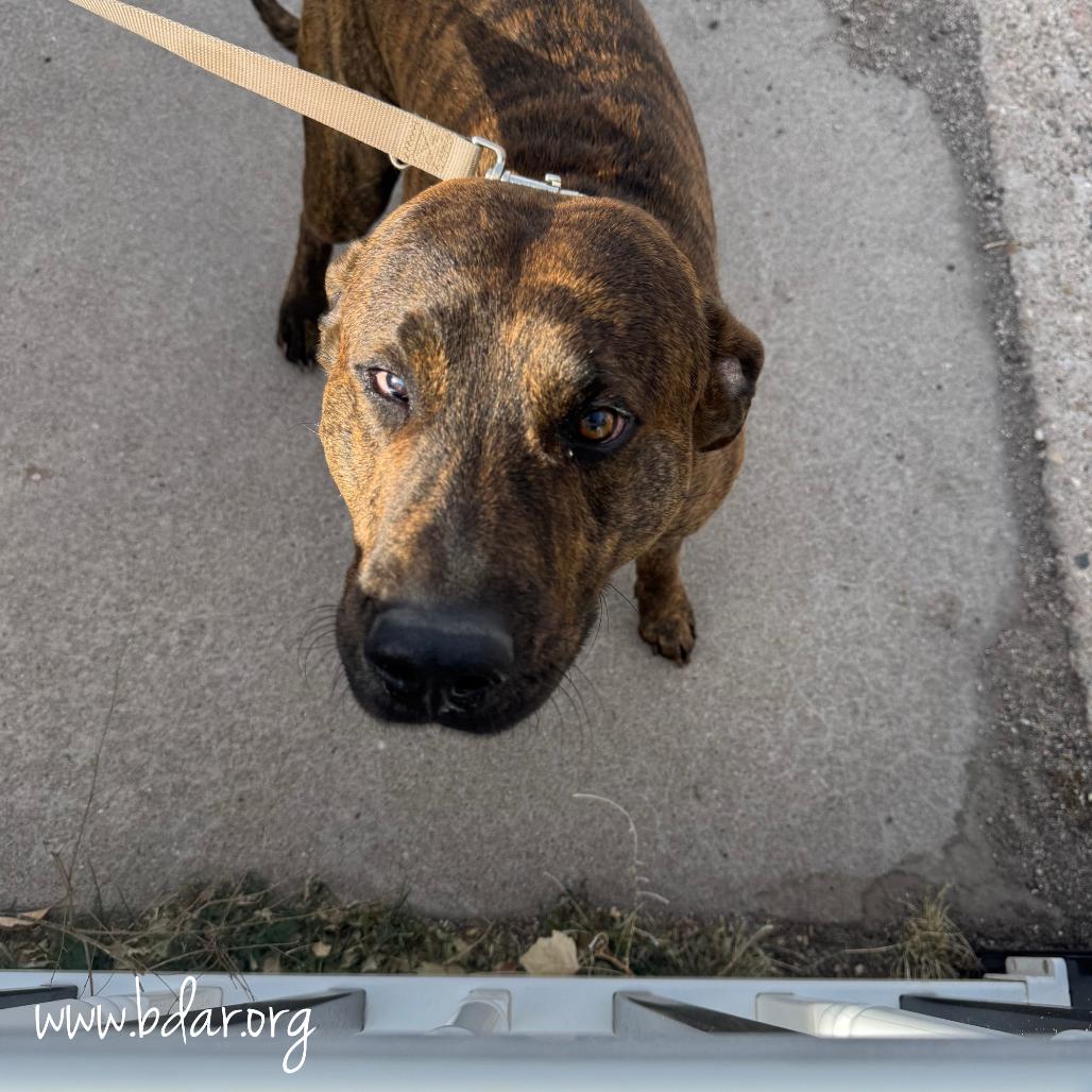 Logan, Adoptable, Adult Male Pit Bull Terrier.