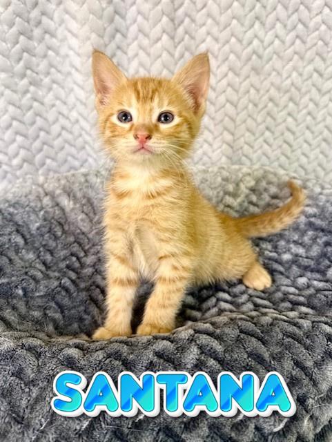 Santana , adopted, Kitten Male Domestic Short Hair.