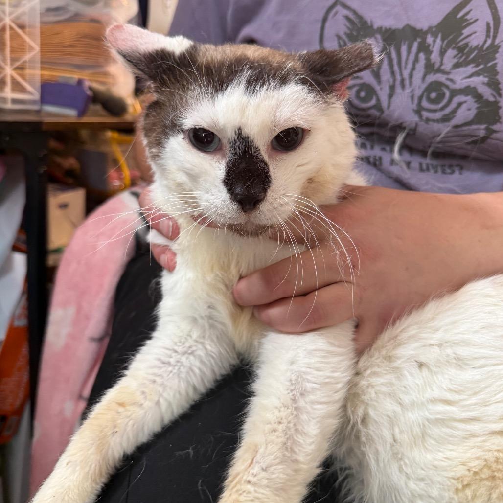 Enlarge Skully, a Adoptable Domestic Short Hair in Pasadena , MD image 1/2