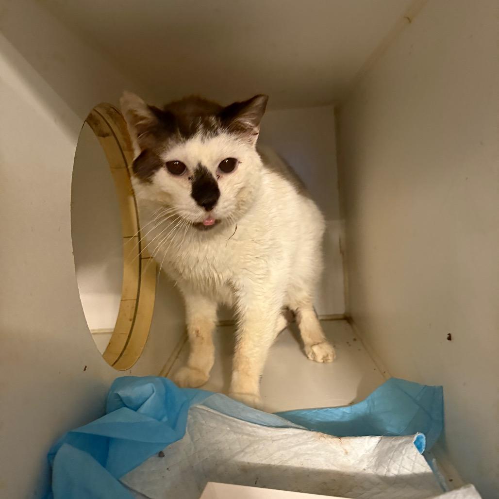 Enlarge Skully, a Adoptable Domestic Short Hair in Pasadena , MD image 2/2