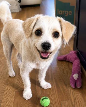 Tank, adopted, Puppy Male Miniature Poodle.