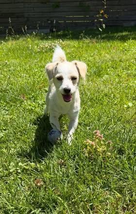 Tank, an adopted Miniature Poodle in Calera, AL image 5/6
