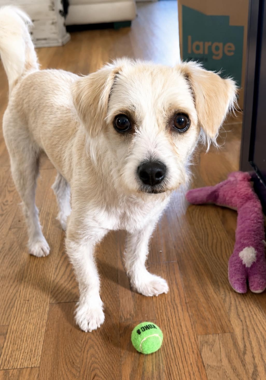 Tank, an adopted Miniature Poodle in Calera, AL image 3/6