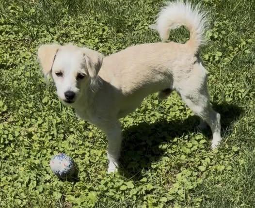 Tank, an adopted Miniature Poodle in Calera, AL image 6/6