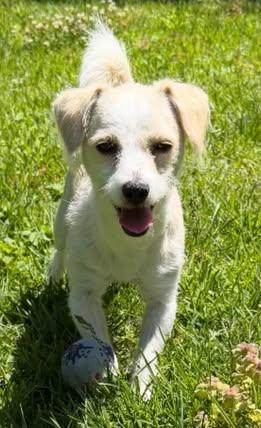 Tank, an adopted Miniature Poodle in Calera, AL image 2/6