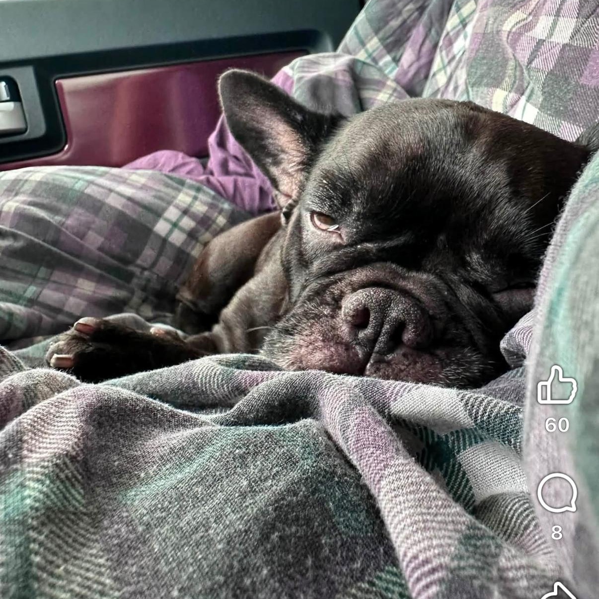 Enlarge Betty Boop, a Adoptable French Bulldog in LEHIGH ACRES, FL image 2/3