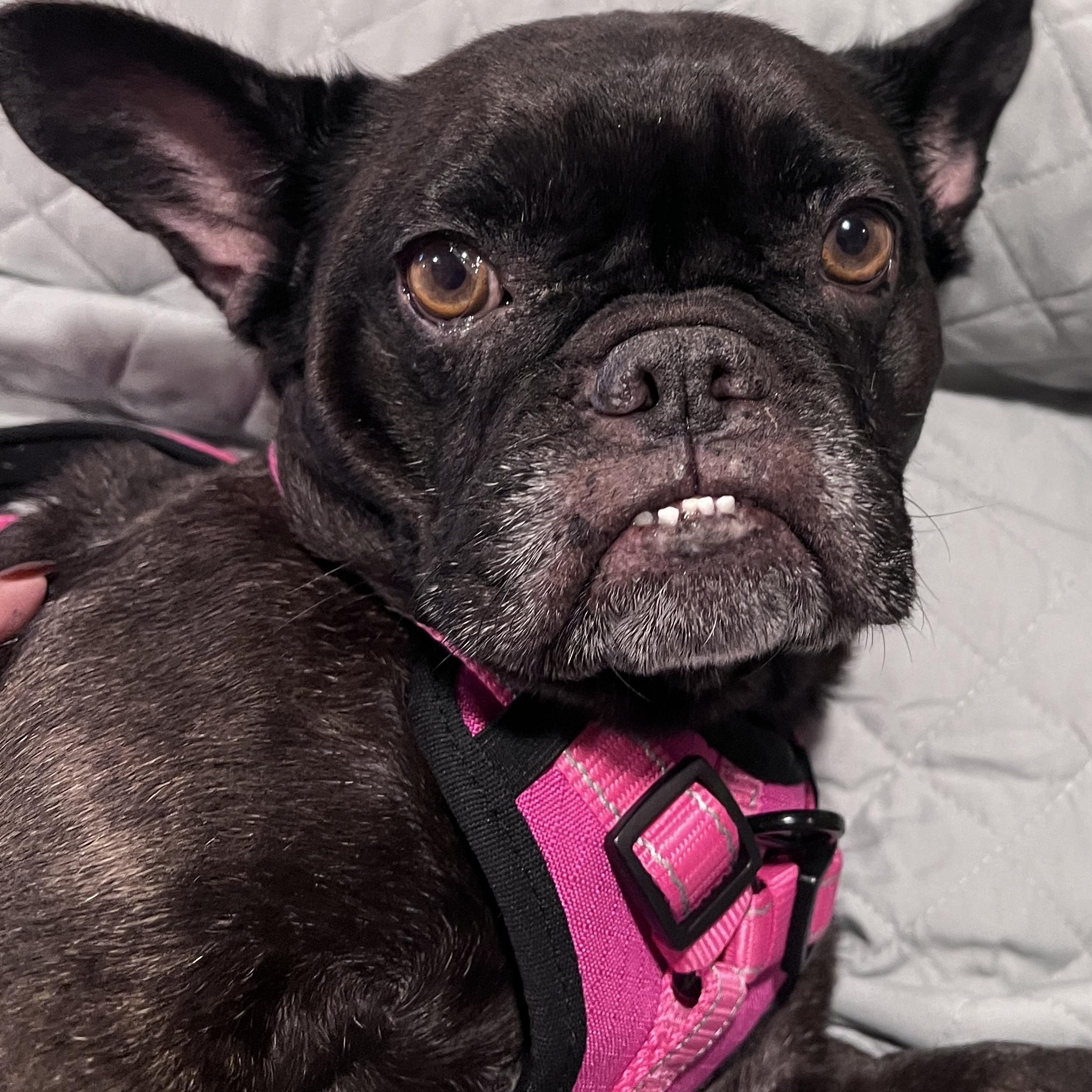 Enlarge Betty Boop, a Adoptable French Bulldog in LEHIGH ACRES, FL image 1/3