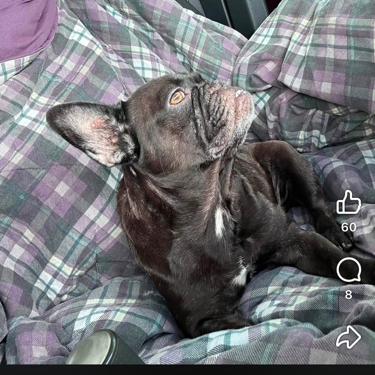 Enlarge Betty Boop, a Adoptable French Bulldog in LEHIGH ACRES, FL image 3/3
