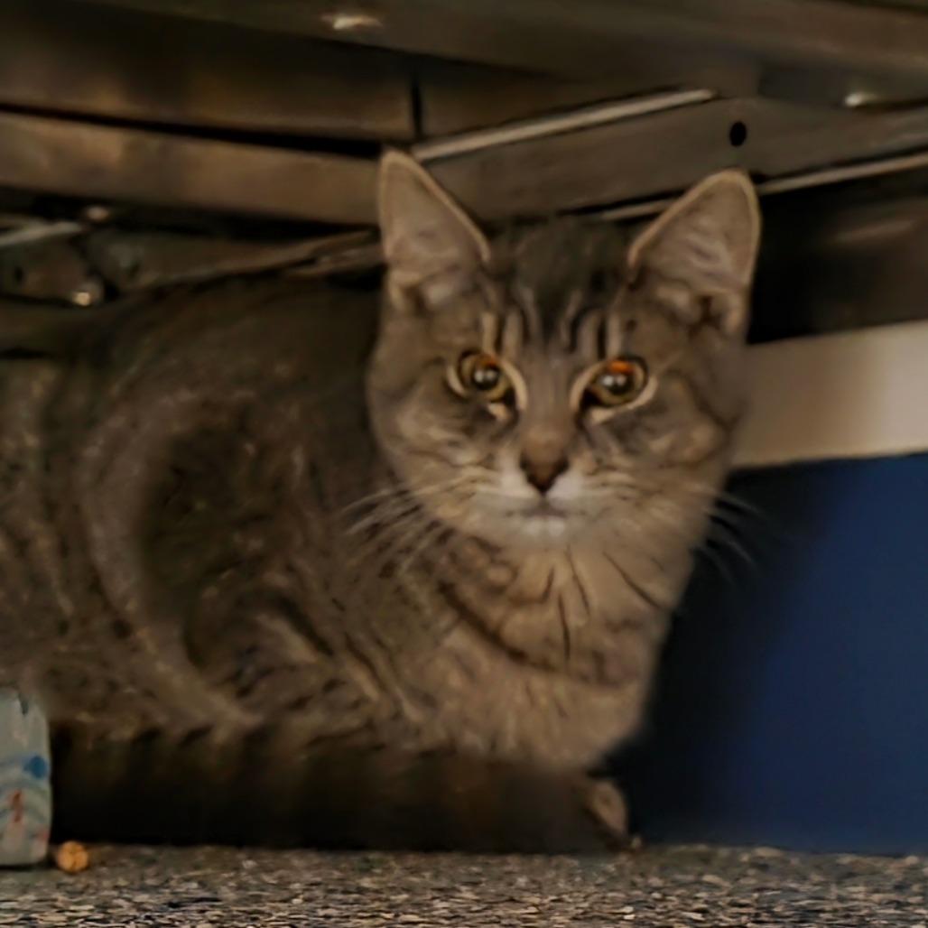 Connie, a Adoptable Domestic Short Hair in Port Townsend, WA image 1/4