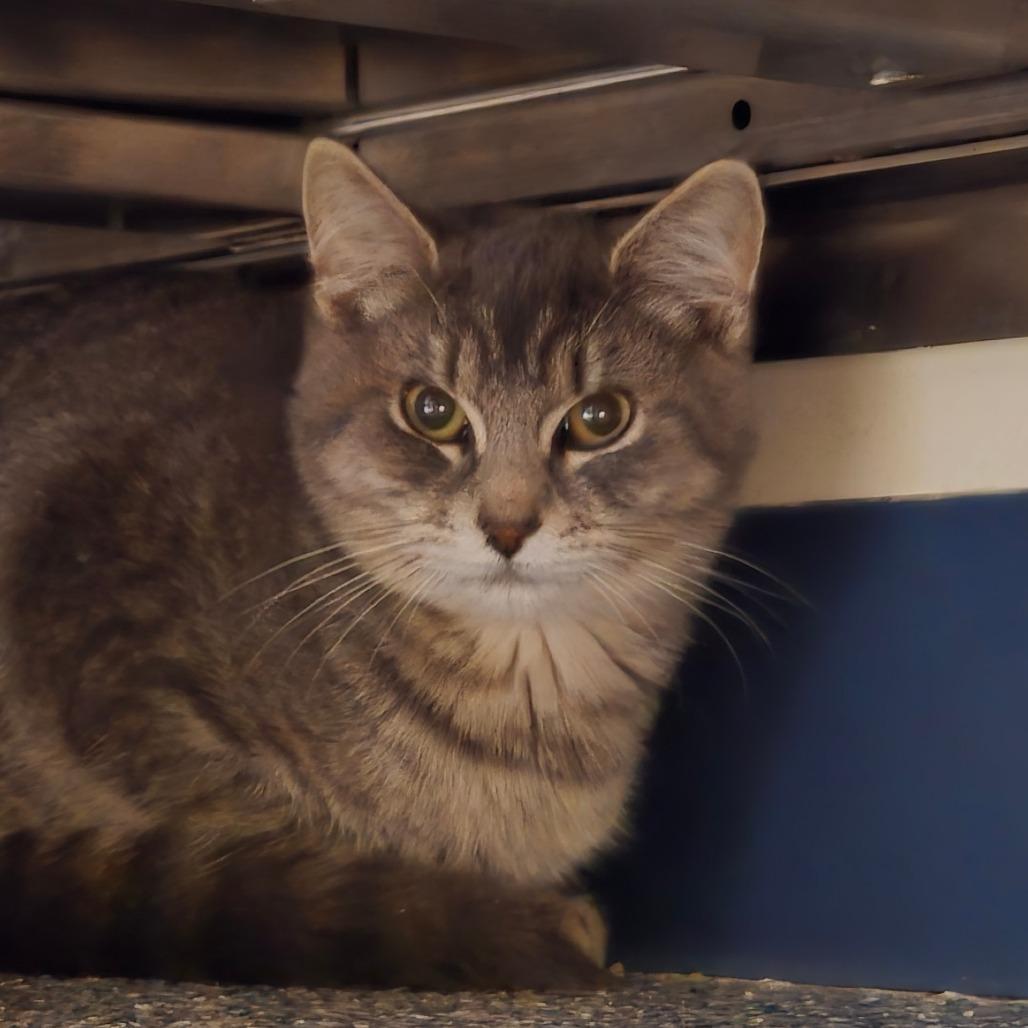 Connie, Adoptable, Young Female Domestic Short Hair.