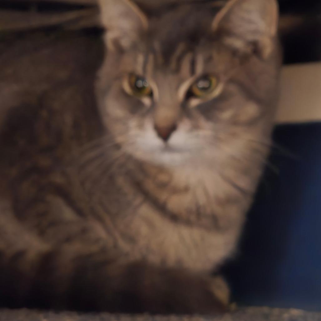 Connie, a Adoptable Domestic Short Hair in Port Townsend, WA image 2/4