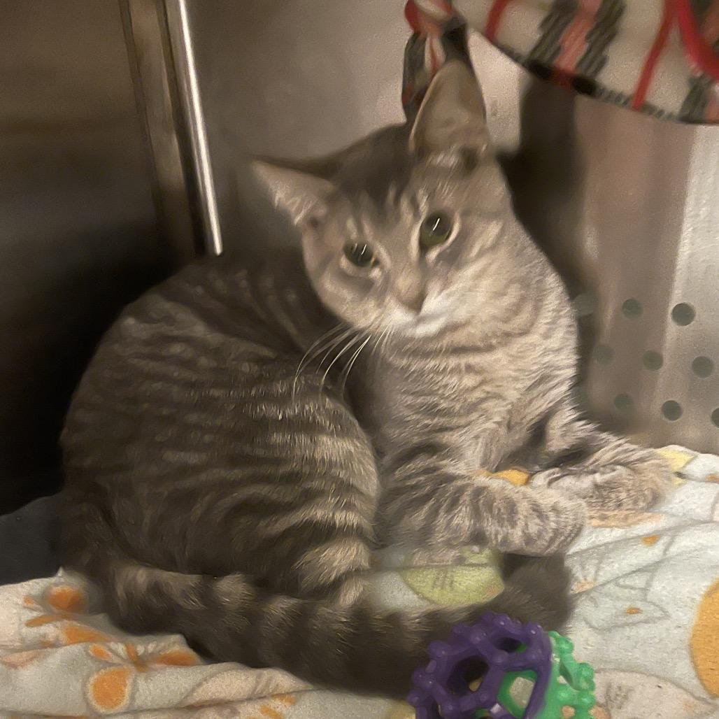 Connie, a Adoptable Domestic Short Hair in Port Townsend, WA image 4/4