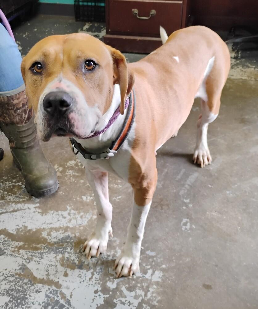 Enlarge Pumpkin #124, a Adoptable mixed breed in New Lexington, OH image 1/2