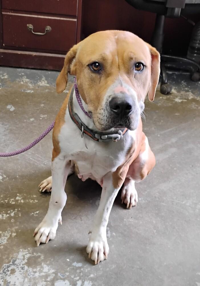 Enlarge Pumpkin #124, a Adoptable mixed breed in New Lexington, OH image 2/2