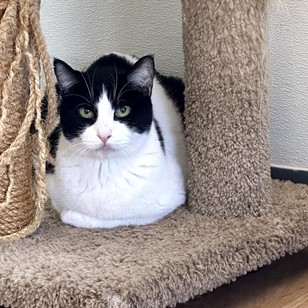 Enlarge Jeremy, a Adoptable Domestic Short Hair in Tucson, AZ image 1/1