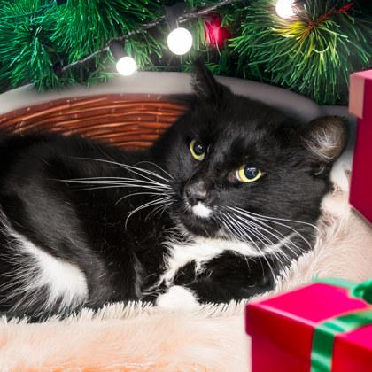 Enlarge Tuna, a Adoptable mixed breed in Camano Island, WA image 1/1