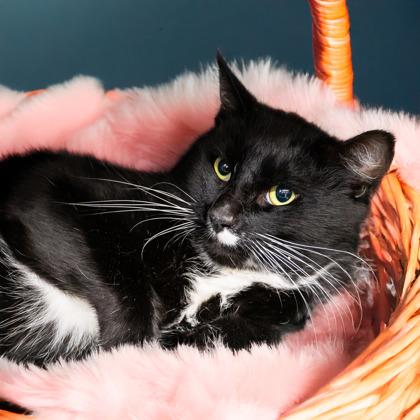 Enlarge Tuna, a Adoptable mixed breed in Camano Island, WA image 1/1