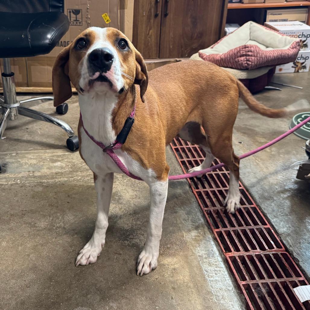 Arcadia*, Adoptable, Adult Female Foxhound & Mixed Breed.